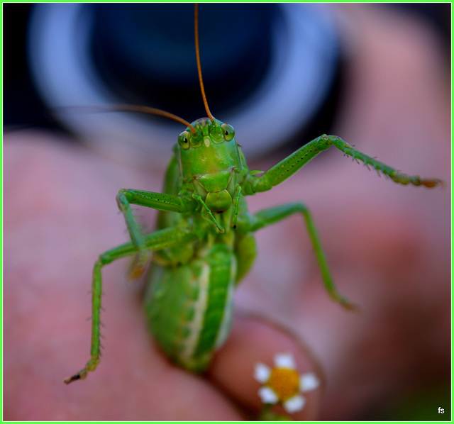 Katydid