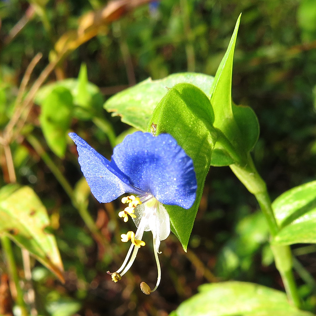 Commelina communis