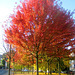 Automne à Liège