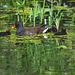 The Pond Moorhen and chicks