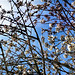 New blossom on cherry tree.