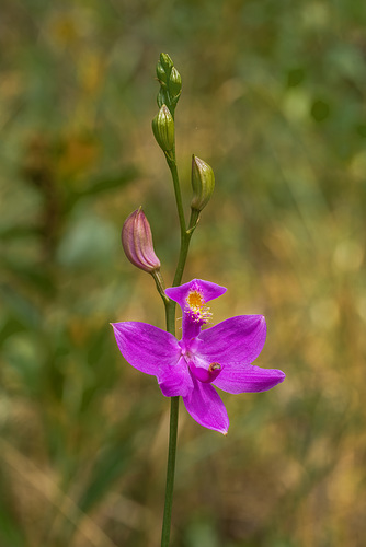 Calopogon tuberosus (Common Grass-pink orchid)