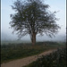 misty morning hawthorn tree