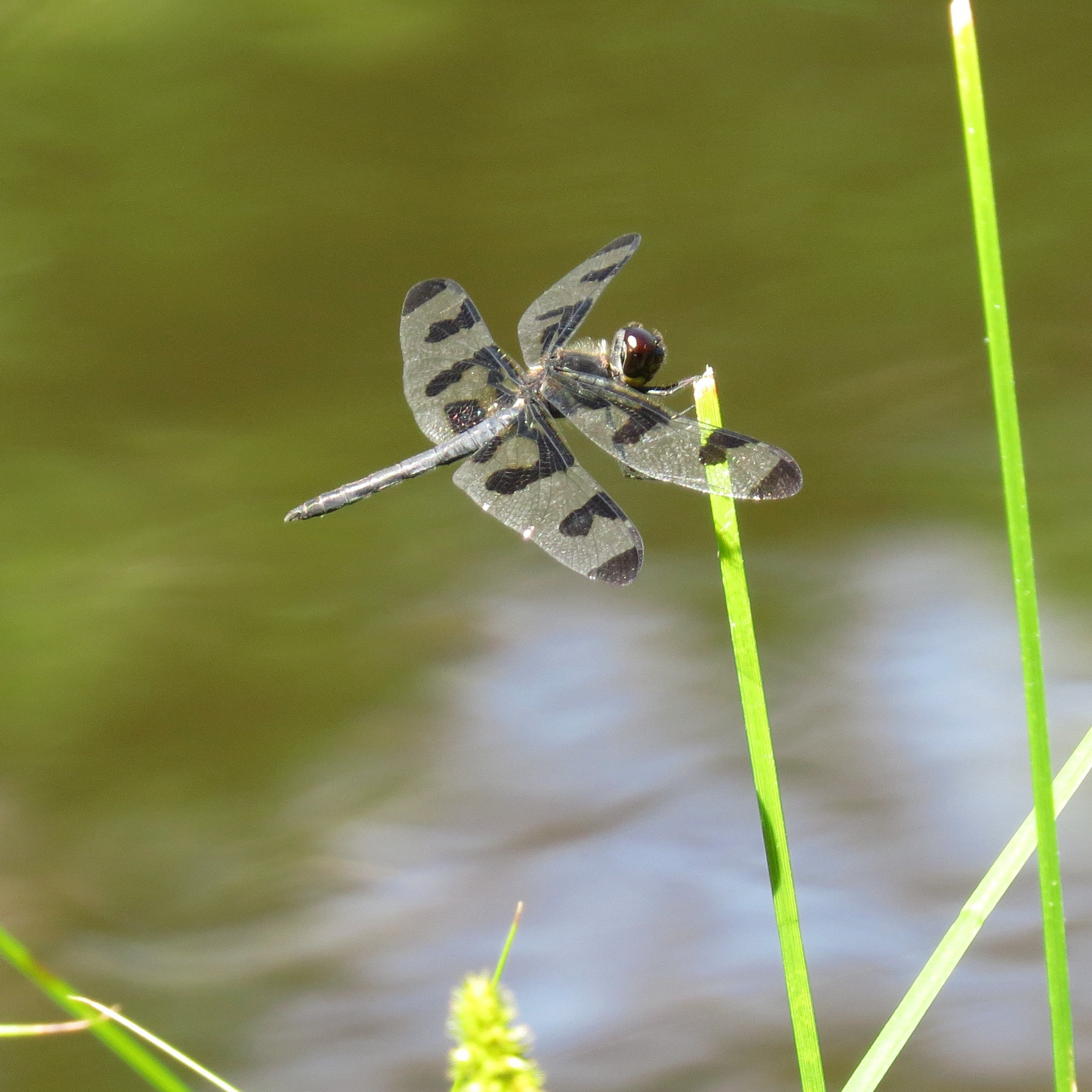 Twelve-spotted skimmer (M)