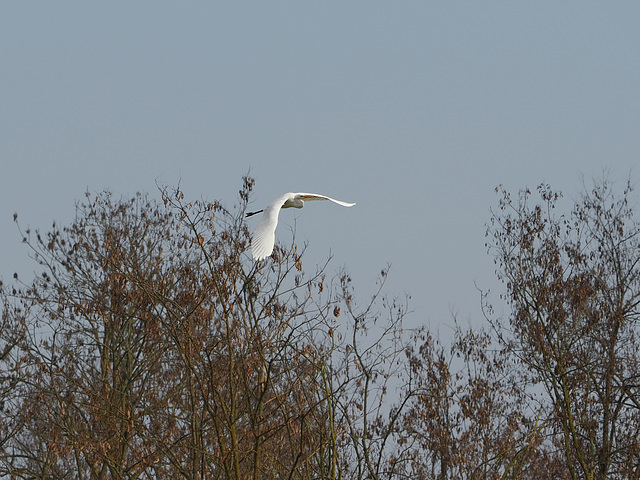 Airone bianco