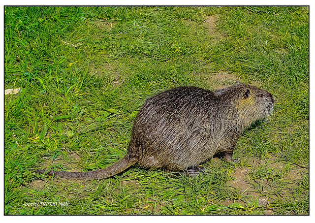 Nutria