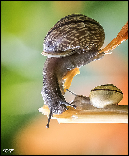 Snails