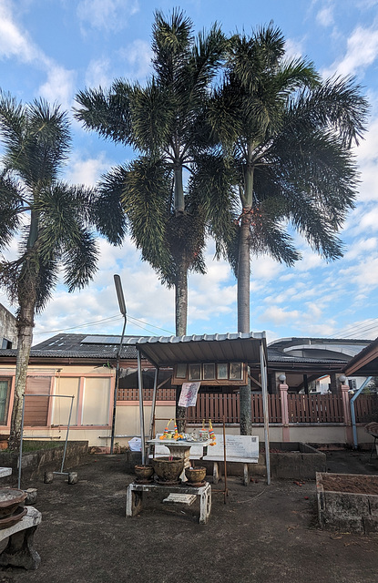 Deux bancs sous trois cocotiers / Two benches with three coconut trees