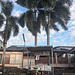 Deux bancs sous trois cocotiers / Two benches with three coconut trees