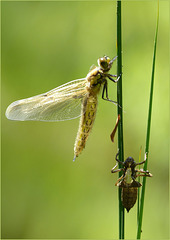 New born Four-spotted chaser ~ Viervlek Libel (Libellula quadrimaculata), 4...