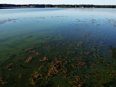 Cyanobacteria