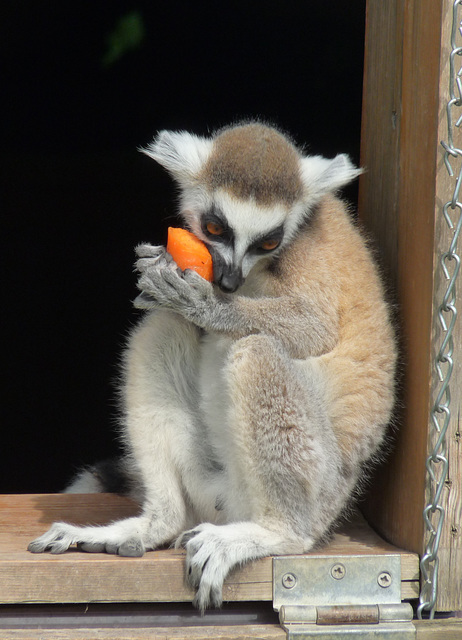 Ring-tailed Lemur with Carrot
