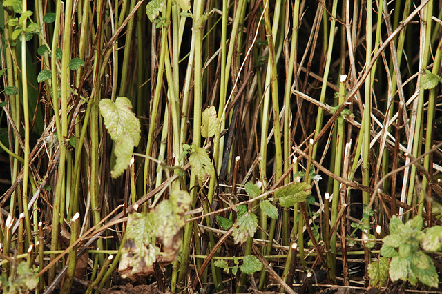 Undergrowth