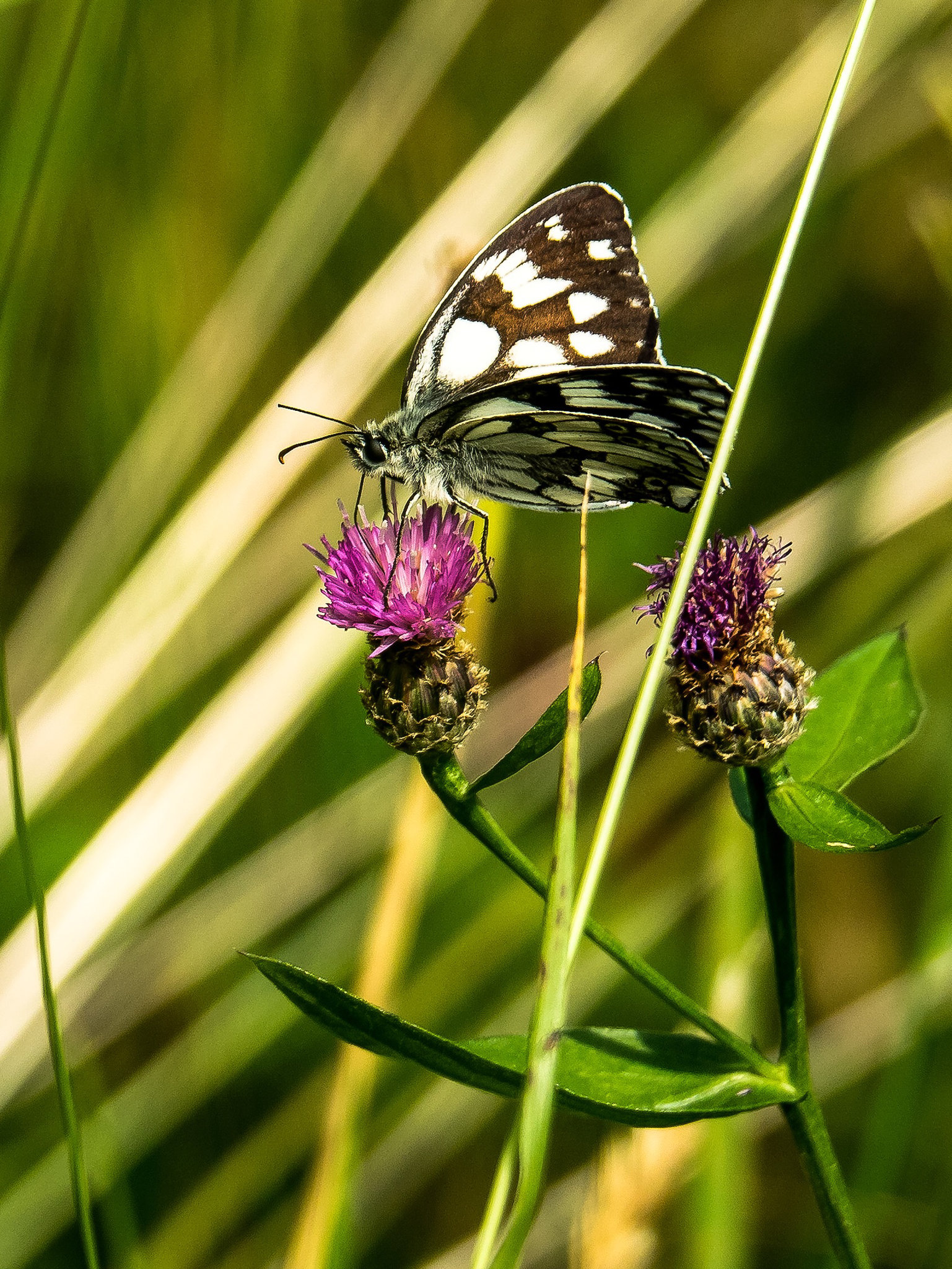 Red attraction - Melanargia galathea