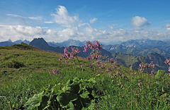 Alpendost auf dem Panoramaweg zum Laufbacher Eck