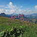 Alpendost auf dem Panoramaweg zum Laufbacher Eck