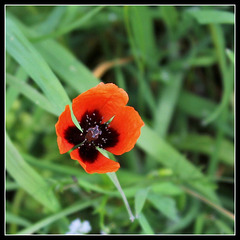 Papaver argemone