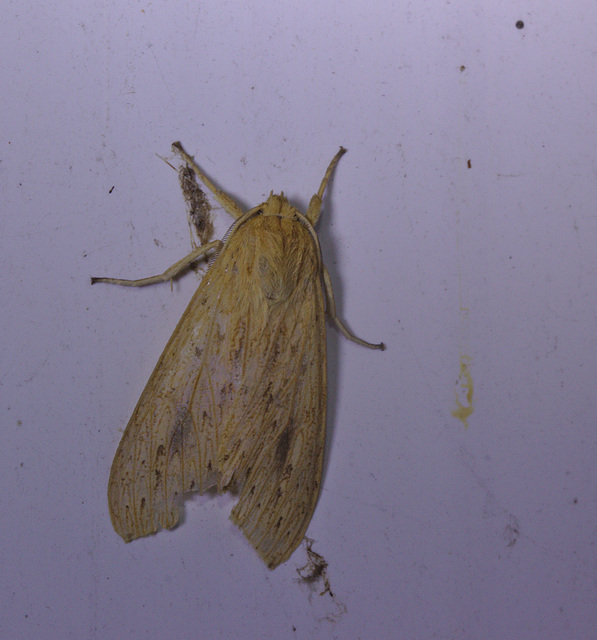 Moth IMG_6351