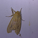 Moth IMG_6351