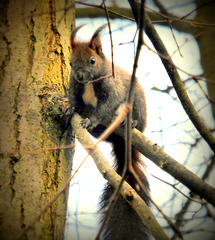 Eichhörnchen auf Beobachtungsposten