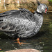 20190901 5651CPw [D~VR] Halsbandwehrvogel, Vogelpark Marlow