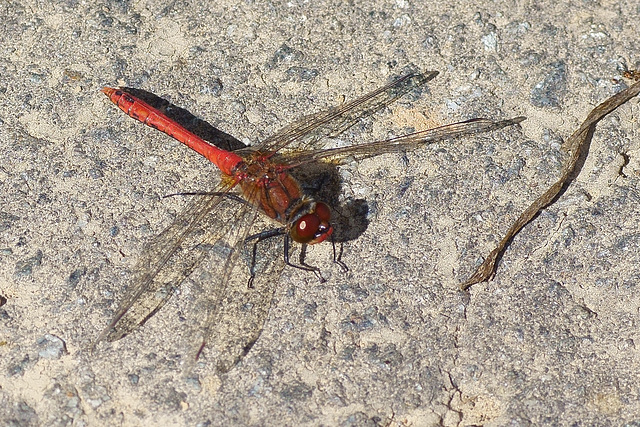 Blutrote Heidelibelle auf dem Feldweg