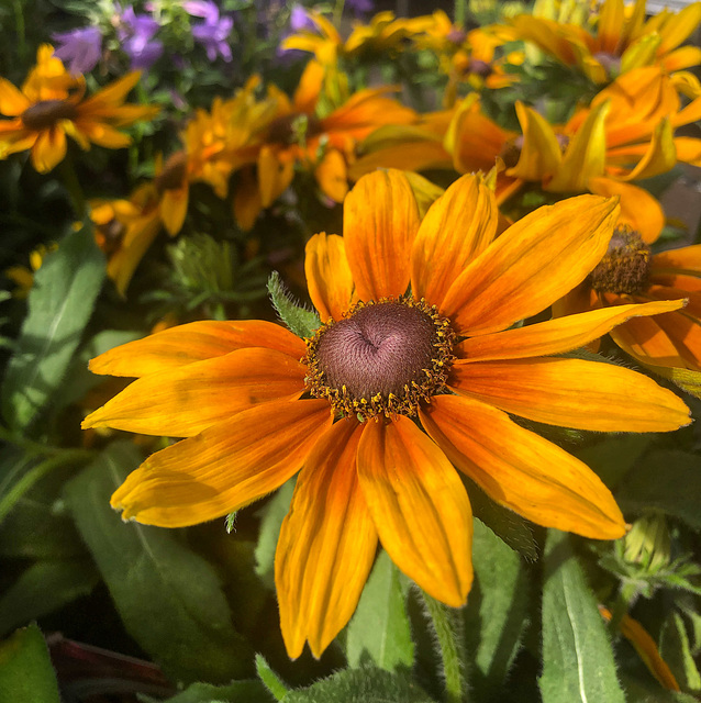 Rudbekia w pełnym słońcu :)