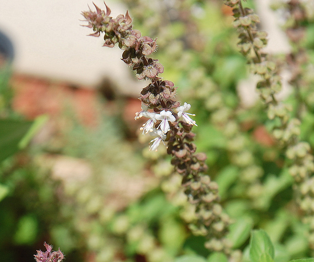 Flower of African Basel