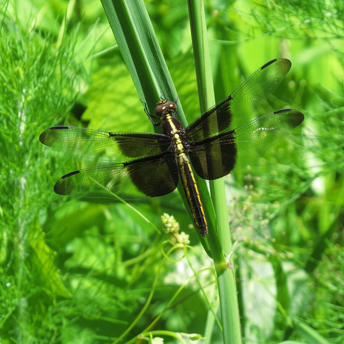 Widow skimmer (F)