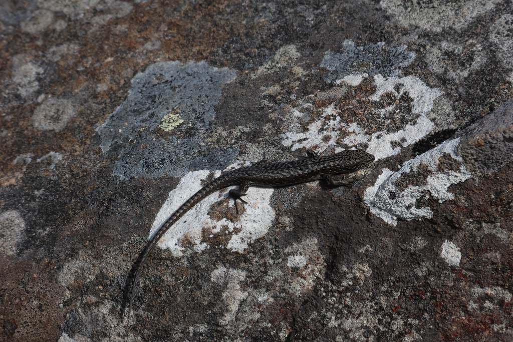 Spotted Skink