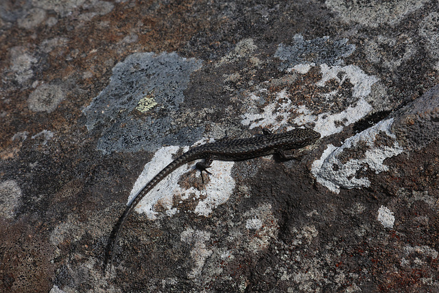 Spotted Skink