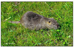 NUTRIA - Petite Camargue Alsacienne