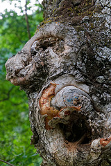 J'ai trouvé un bélier dans un arbre...