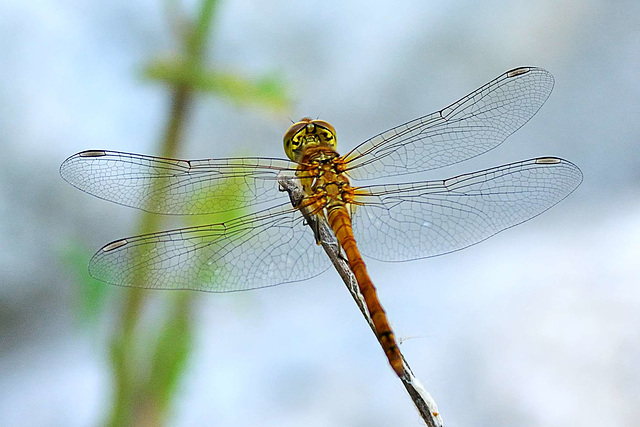 Common Darter imm m (Sympetrum striolatum) 04