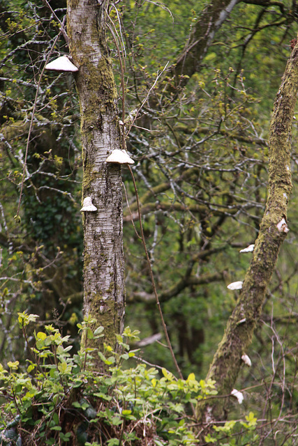 Tree fungus