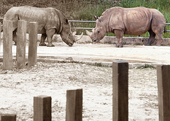 ... zoo Singapour ...