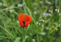 Papaver argemone