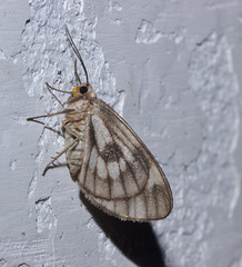 Moth IMG_6366