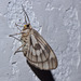 Moth IMG_6366