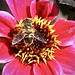 Gemeine Doldenschwebfliege auf Blüte Sonnenbraut