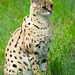 Serval cat (2)