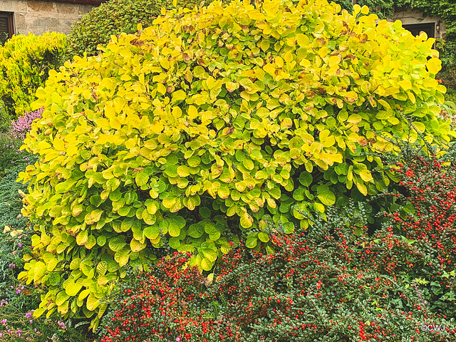 Autumn Colours - Cotinus coggygria Golden Spirit - Smoke Bush
