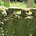 swavesey church, cambs  (3) c18 gravestone with cherub and skull