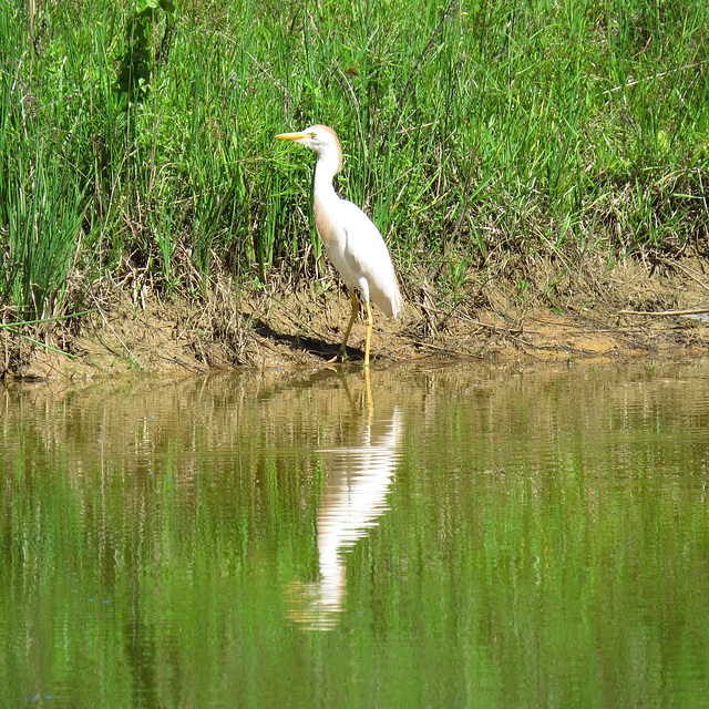 Cattle egret