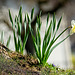 Die Narzisse am Baumstamm :))  The daffodil on the tree trunk :))  La jonquille sur le tronc d'arbre :))