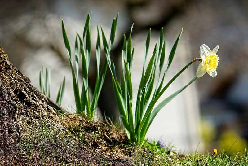 Die Narzisse am Baumstamm :))  The daffodil on the tree trunk :))  La jonquille sur le tronc d'arbre :))