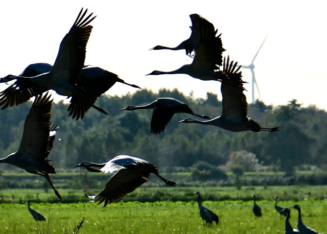 Flug der Kraniche