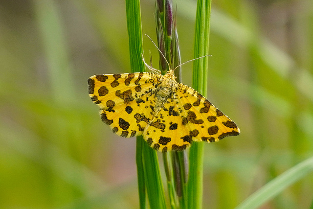 Ein Leopard unter den Schmetterlingen - A leopard among the butterflies