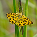 Ein Leopard unter den Schmetterlingen - A leopard among the butterflies
