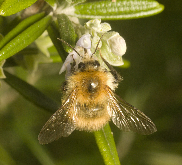 IMG 3306 Bumblebee-3